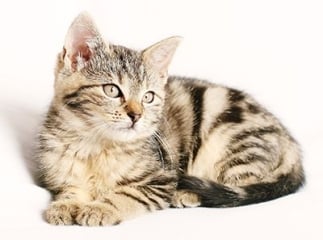 Gingivite chez le chat